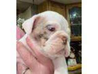 Bulldog Puppy for sale in Isanti, MN, USA