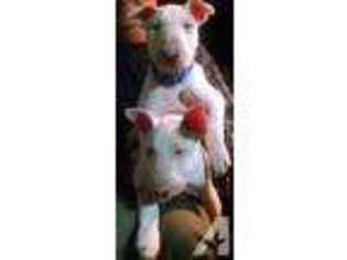 Bull Terrier Puppy for sale in MONROE, WA, USA
