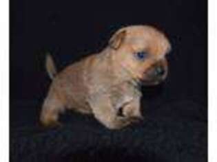 Norfolk Terrier Puppy for sale in Tupelo, MS, USA