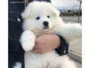 Samoyed Puppy for sale in Orem, UT, USA