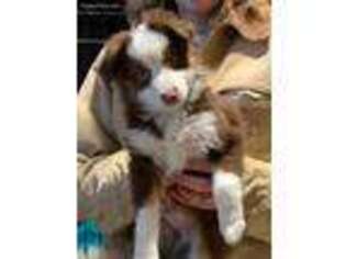 Miniature Australian Shepherd Puppy for sale in Ames, IA, USA