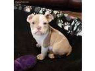 Miniature Bulldog Puppy for sale in Okmulgee, OK, USA