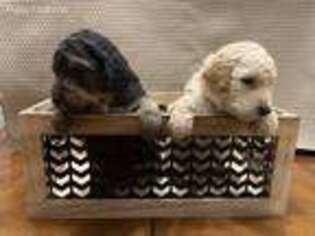 Goldendoodle Puppy for sale in Columbus, KS, USA