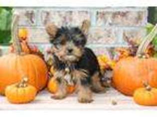 Yorkshire Terrier Puppy for sale in Whiteville, TN, USA