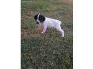 German Shorthaired Pointer Puppy for sale in Robstown, TX, USA