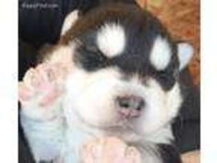 Siberian Husky Puppy for sale in Naches, WA, USA