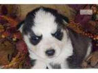 Siberian Husky Puppy for sale in Springfield, MO, USA