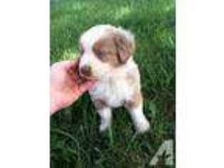 Miniature Australian Shepherd Puppy for sale in GREENVILLE, OH, USA