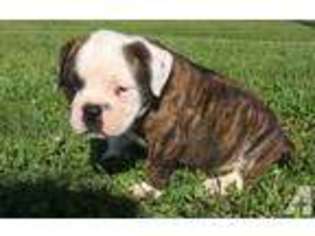 Bulldog Puppy for sale in FOREST LAKE, MN, USA