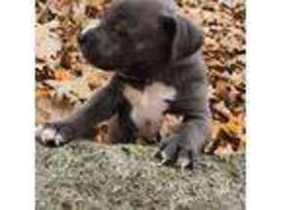 Mutt Puppy for sale in Sturgis, MI, USA