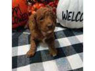 Goldendoodle Puppy for sale in Texarkana, TX, USA