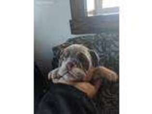 Bulldog Puppy for sale in Watsontown, PA, USA