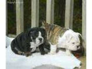 Bulldog Puppy for sale in Tenstrike, MN, USA