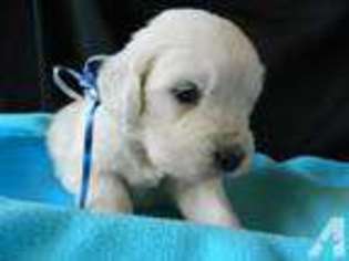 Golden Retriever Puppy for sale in EDGEWATER, NJ, USA