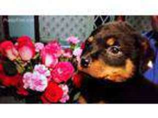Rottweiler Puppy for sale in Kewanee, IL, USA
