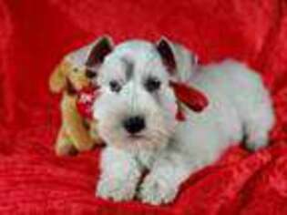 Mutt Puppy for sale in Willis, TX, USA