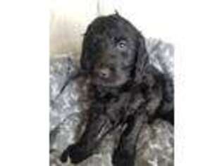 Goldendoodle Puppy for sale in Fort Jennings, OH, USA