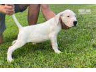 Dogo Argentino Puppy for sale in Springfield, MO, USA