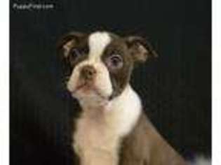 Boston Terrier Puppy for sale in Roy, WA, USA