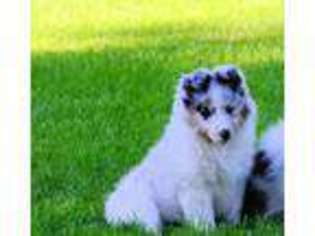 Shetland Sheepdog Puppy for sale in Fort Recovery, OH, USA