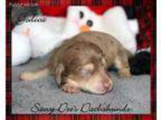 Dachshund Puppy for sale in Searcy, AR, USA