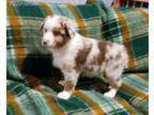 Australian Shepherd Puppy for sale in Washington, IN, USA