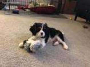 Cavalier King Charles Spaniel Puppy for sale in Springboro, OH, USA
