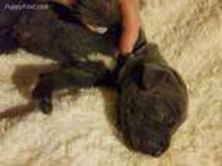 Great Dane Puppy for sale in Florence, OR, USA