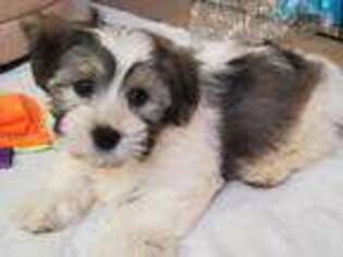 Havanese Puppy for sale in Lansing, MI, USA