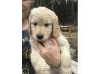 Goldendoodle Puppy for sale in Warner, NH, USA