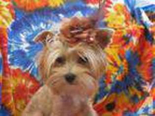 Yorkshire Terrier Puppy for sale in ENGLEWOOD, TN, USA