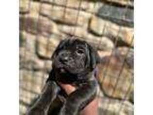 Cane Corso Puppy for sale in Abington, PA, USA