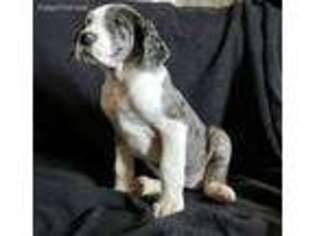 Great Dane Puppy for sale in Westfield, IN, USA