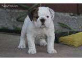 Bulldog Puppy for sale in Crosby, TX, USA