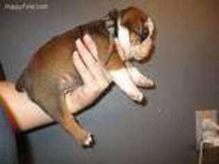 Olde English Bulldogge Puppy for sale in Estherville, IA, USA