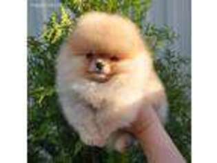 Pomeranian Puppy for sale in Framingham, MA, USA