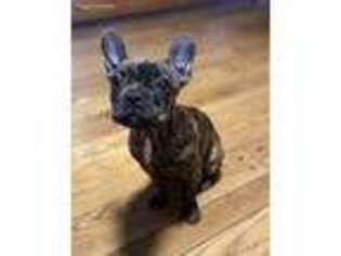 French Bulldog Puppy for sale in Milan, OH, USA