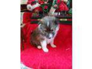 Shetland Sheepdog Puppy for sale in Quincy, IL, USA