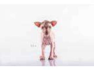 American Hairless Terrier Puppy for sale in Bronx, NY, USA