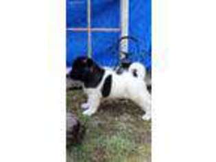 Akita Puppy for sale in Florence, AL, USA