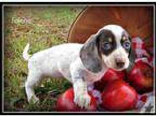 Dachshund Puppy for sale in LORANGER, LA, USA