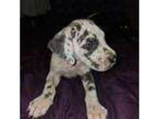 Great Dane Puppy for sale in Clinton Township, MI, USA