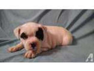 Olde English Bulldogge Puppy for sale in ALEXANDRIA, MN, USA