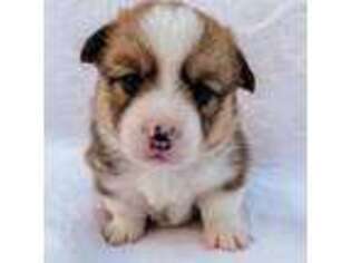 Pembroke Welsh Corgi Puppy for sale in Bakersville, NC, USA