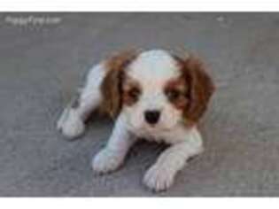 Cavalier King Charles Spaniel Puppy for sale in Fallon, NV, USA