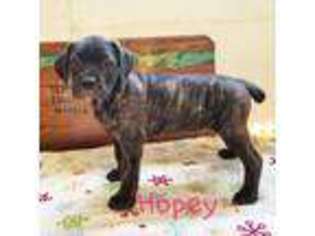 Cane Corso Puppy for sale in Knoxville, TN, USA