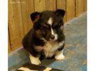 Pembroke Welsh Corgi Puppy for sale in Attica, IN, USA