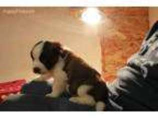 Saint Bernard Puppy for sale in Hudson, MI, USA