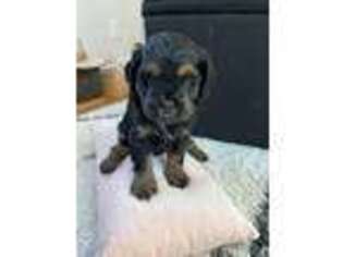 Cavapoo Puppy for sale in Edmond, OK, USA