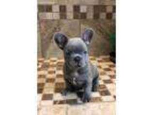 French Bulldog Puppy for sale in Beaumont, TX, USA